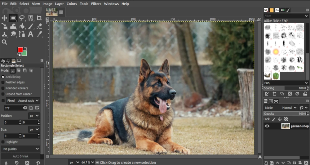 A dog image in GIMP