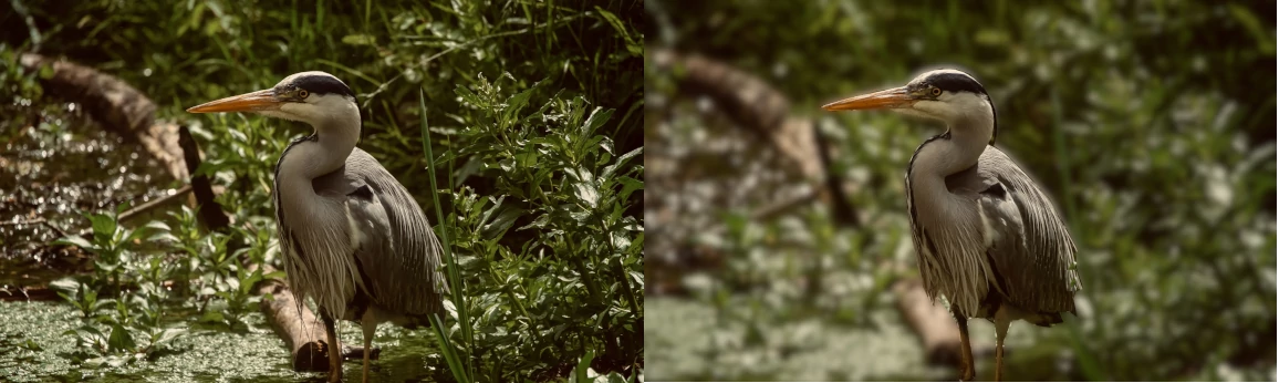 Original vs blurred background image